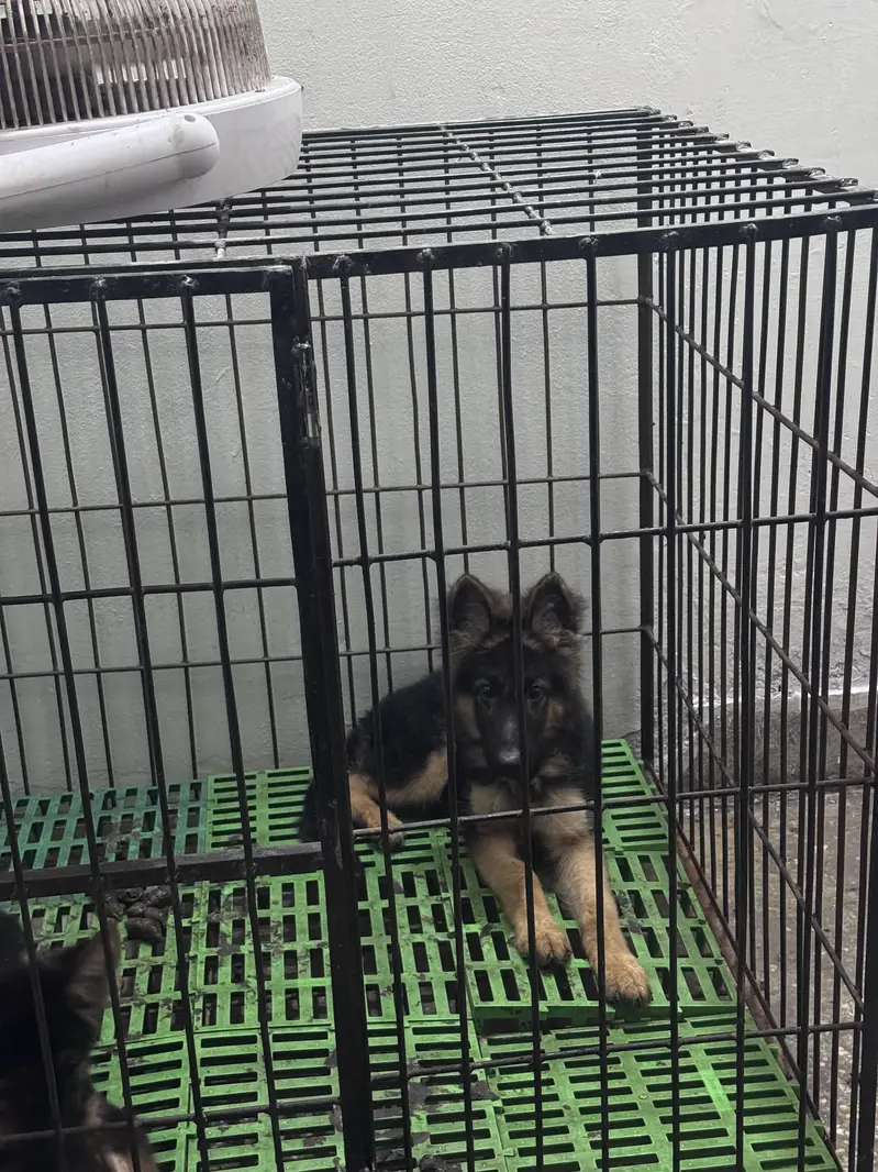 German shepherd Male & Female