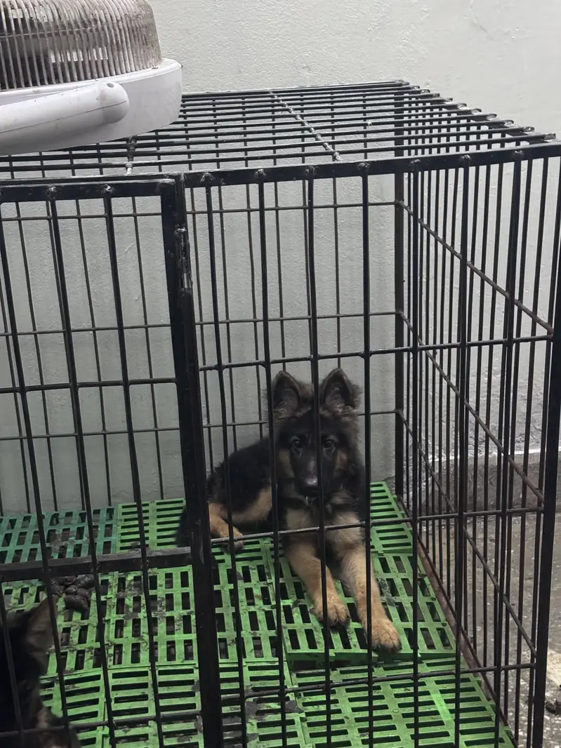 German shepherd Male & Female — photo 2