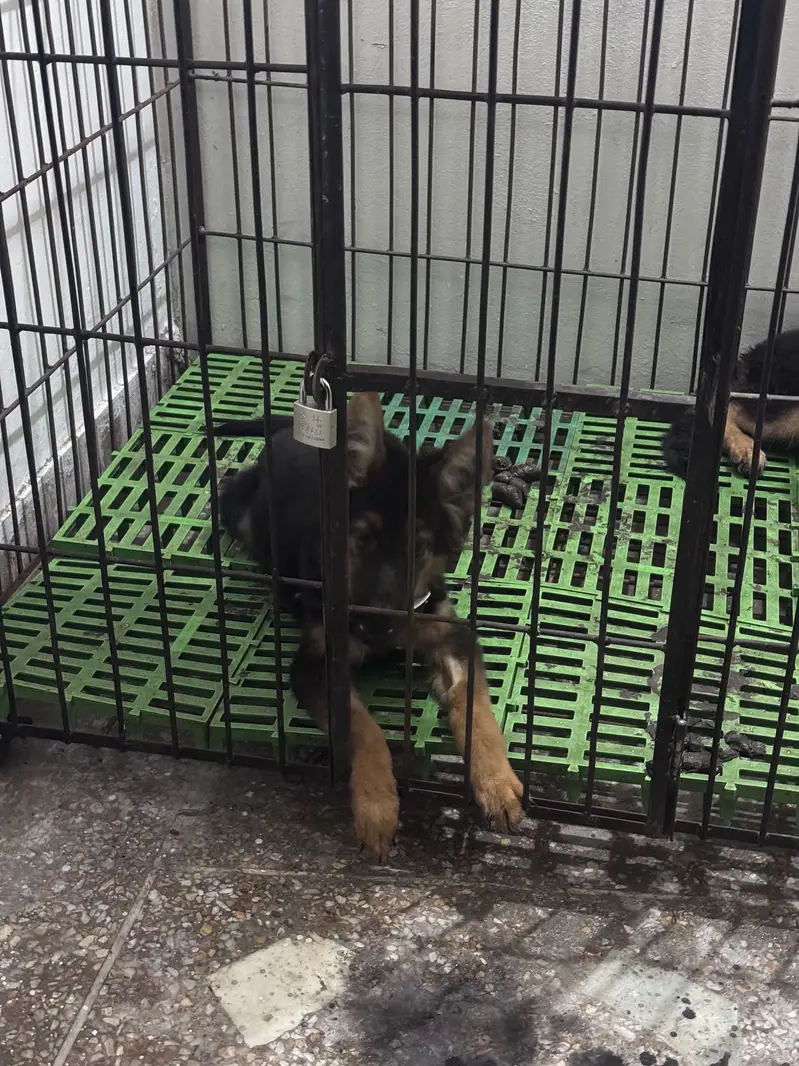 German shepherd Male & Female — photo 3