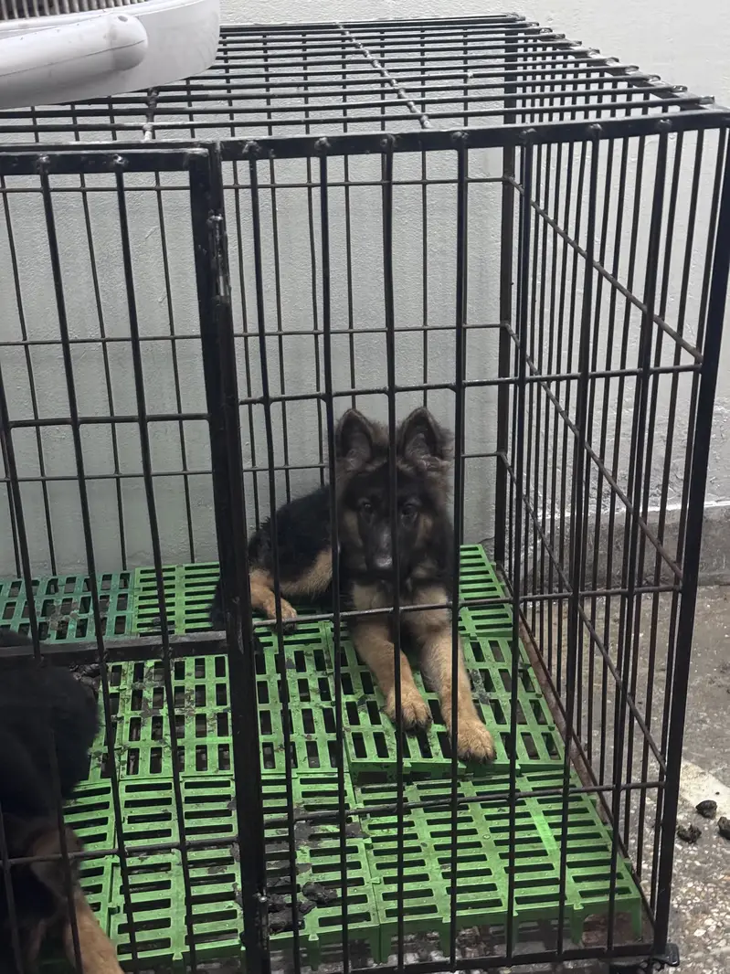 German shepherd Male & Female — photo 4