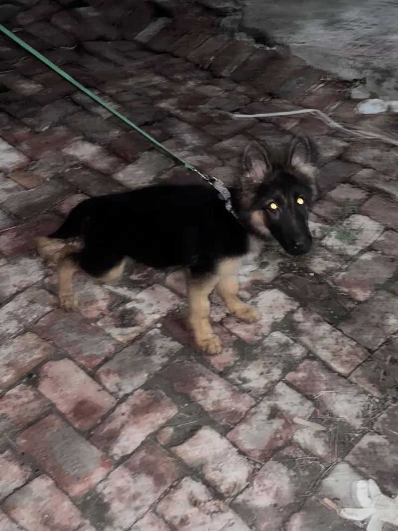 German shepherd Male & Female — photo 5