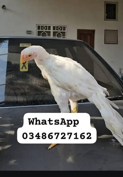 Parrot big. murga age 3month