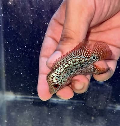 Flowerhorn Golden Base KML