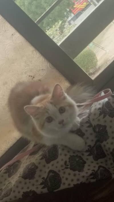 Persian Triple Coat