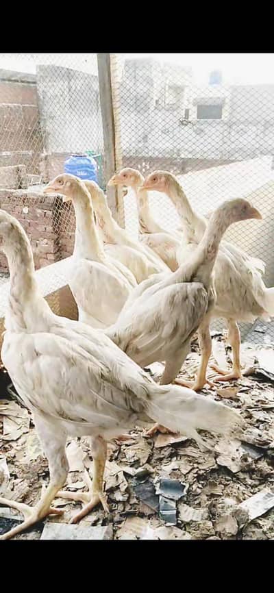 ASEEL PAPERWHITE TOP QUALITY HOME BREED PAIRS AVAILABLE