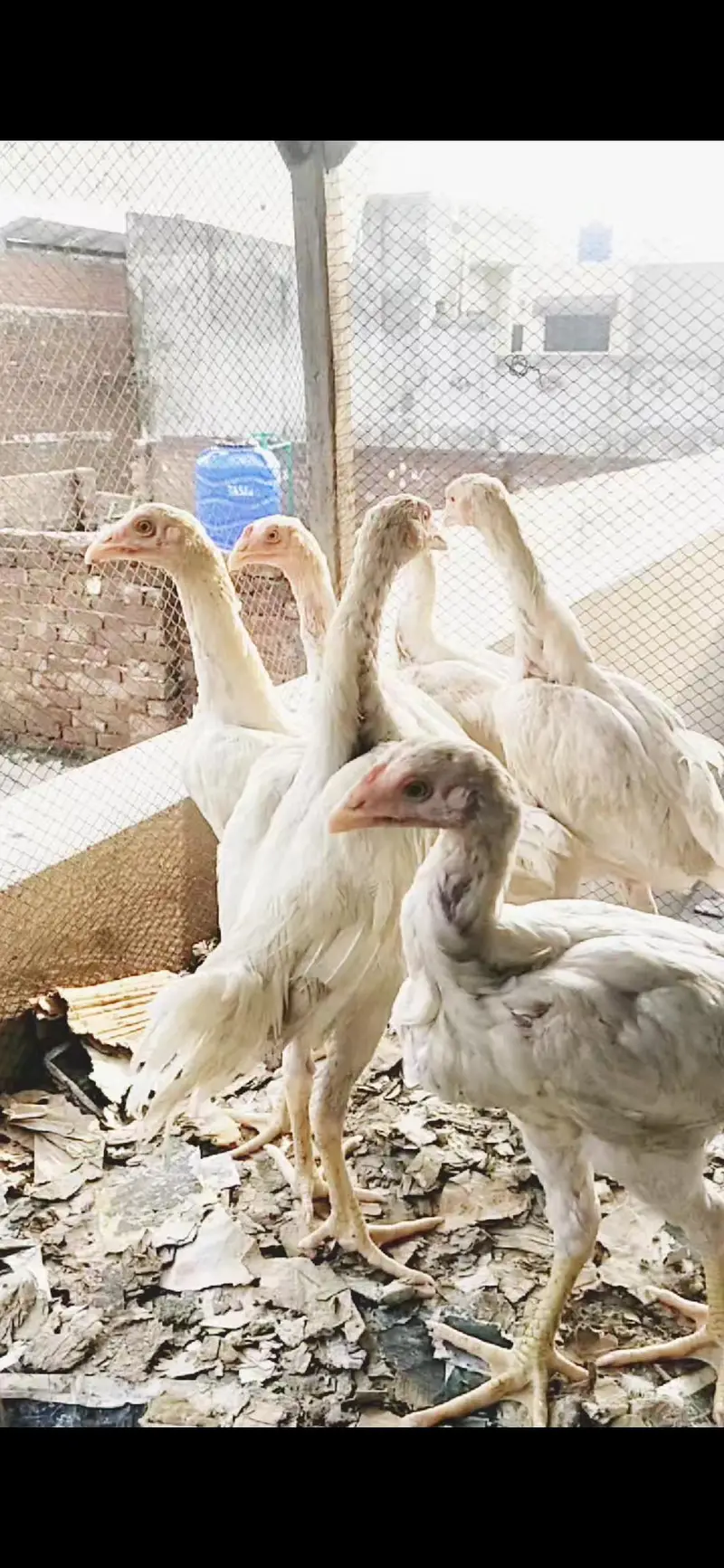 ASEEL PAPERWHITE TOP QUALITY HOME BREED PAIRS AVAILABLE — photo 2