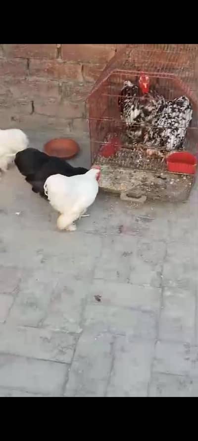 bantam hens fancy