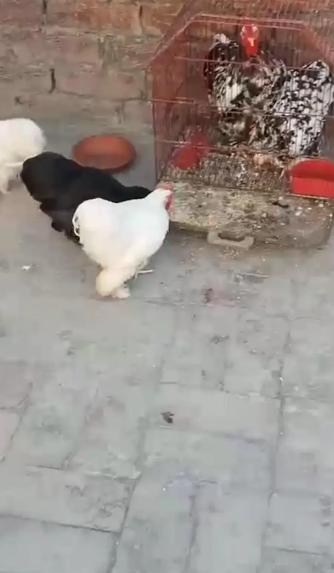 bantam hens fancy — photo 2