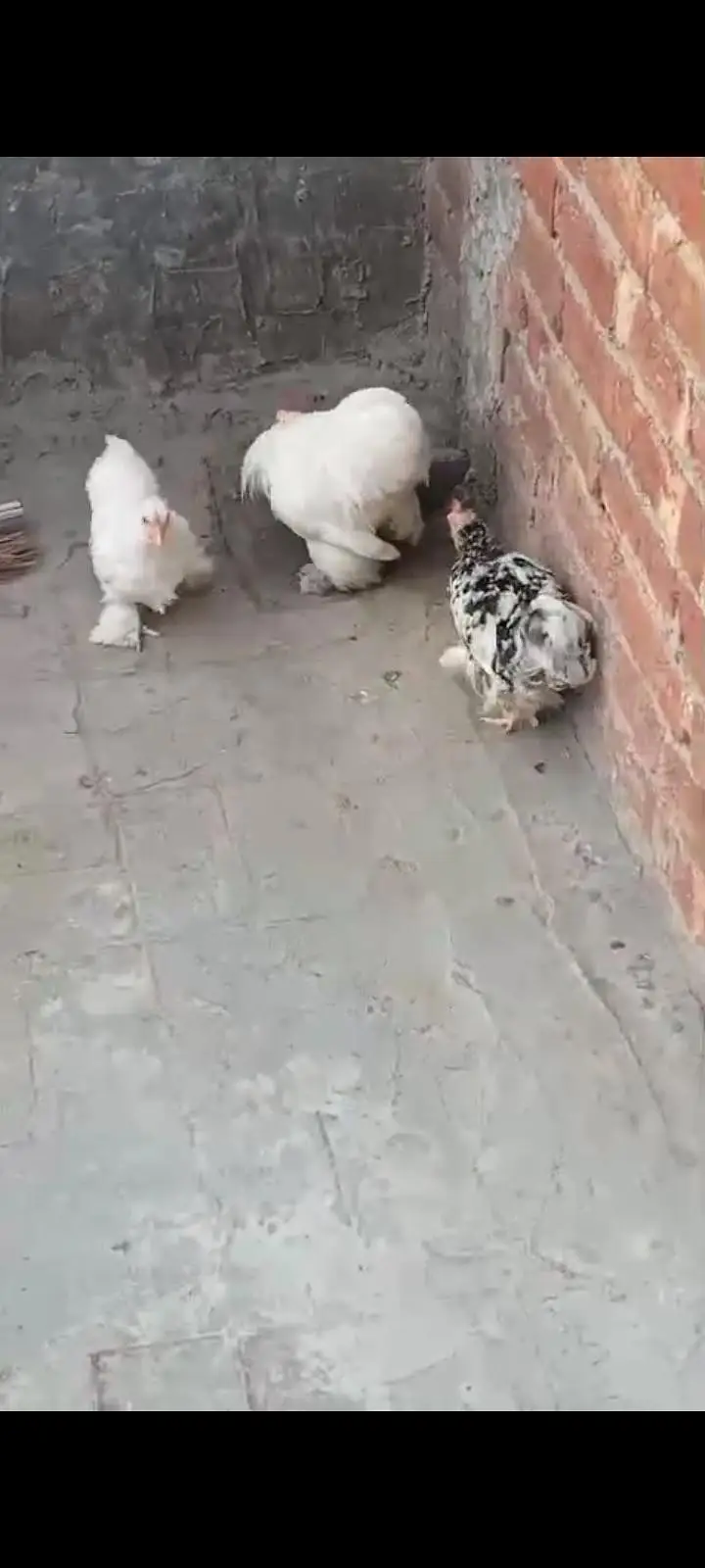 bantam hens fancy — photo 3