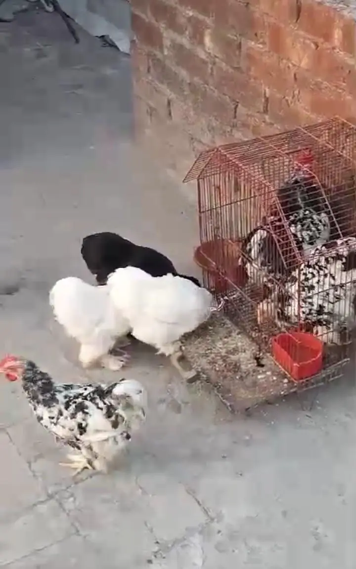 bantam hens fancy — photo 5