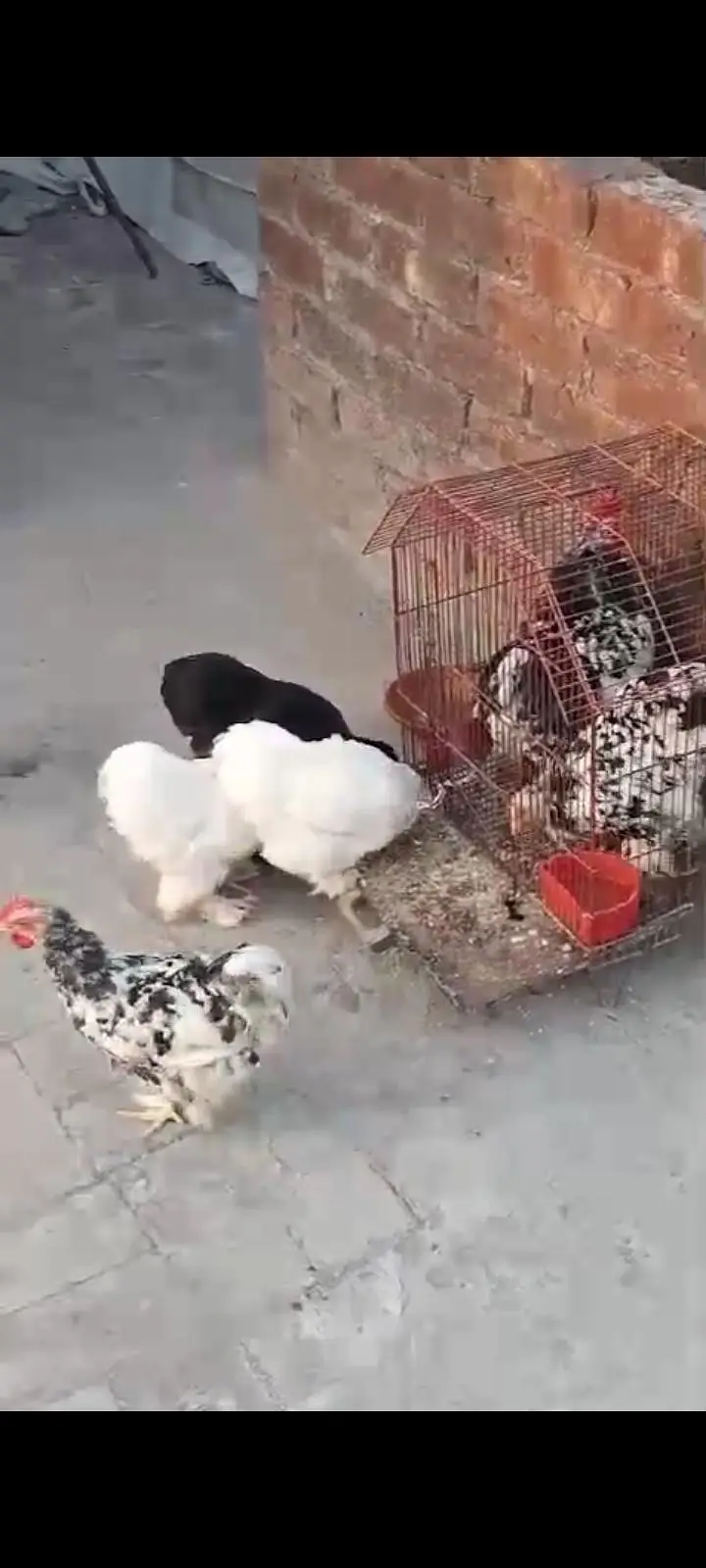 bantam hens fancy — photo 6