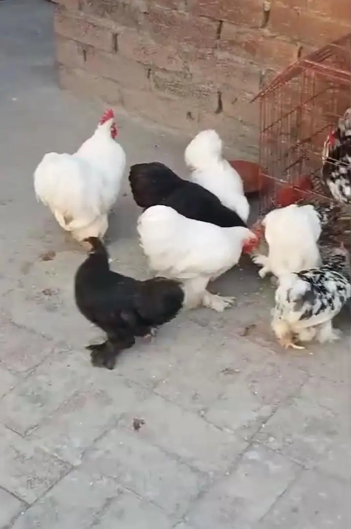 bantam hens fancy — photo 7