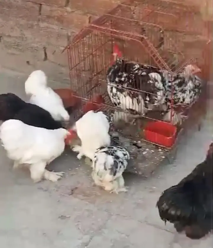bantam hens fancy — photo 8