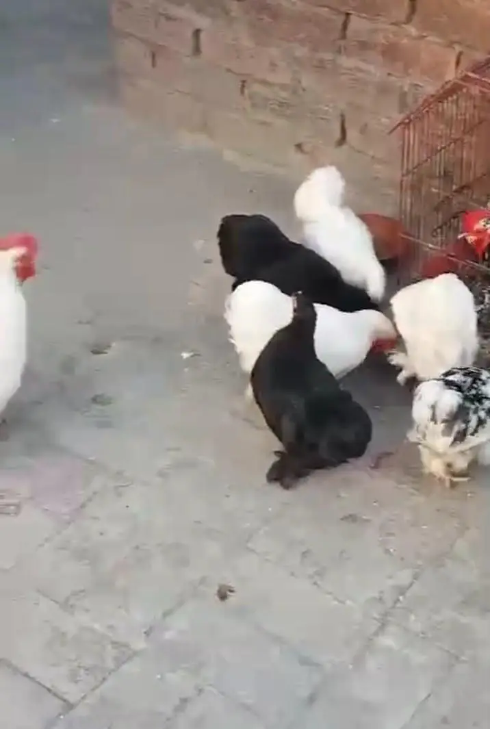 bantam hens fancy — photo 9