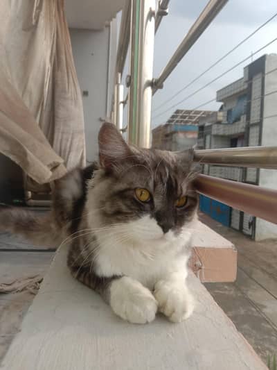 Persian Cat