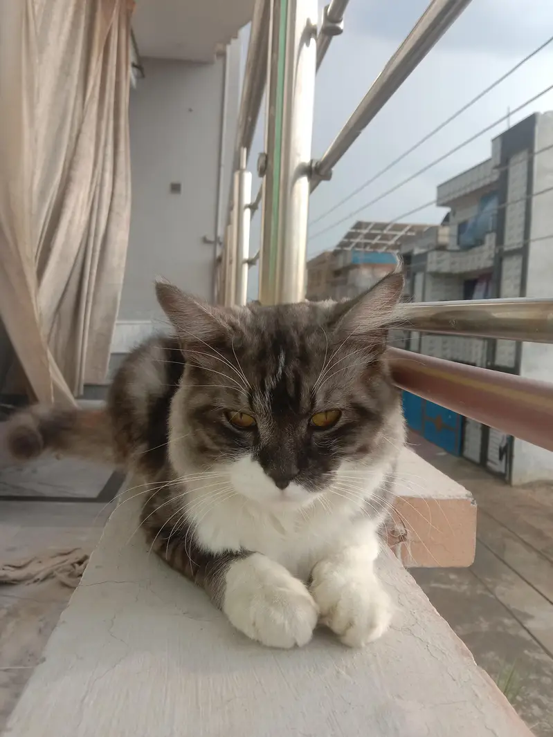Persian Cat — photo 2