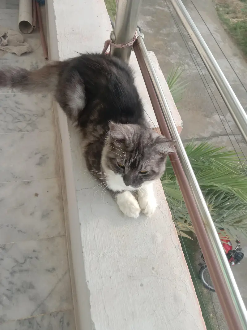Persian Cat — photo 3