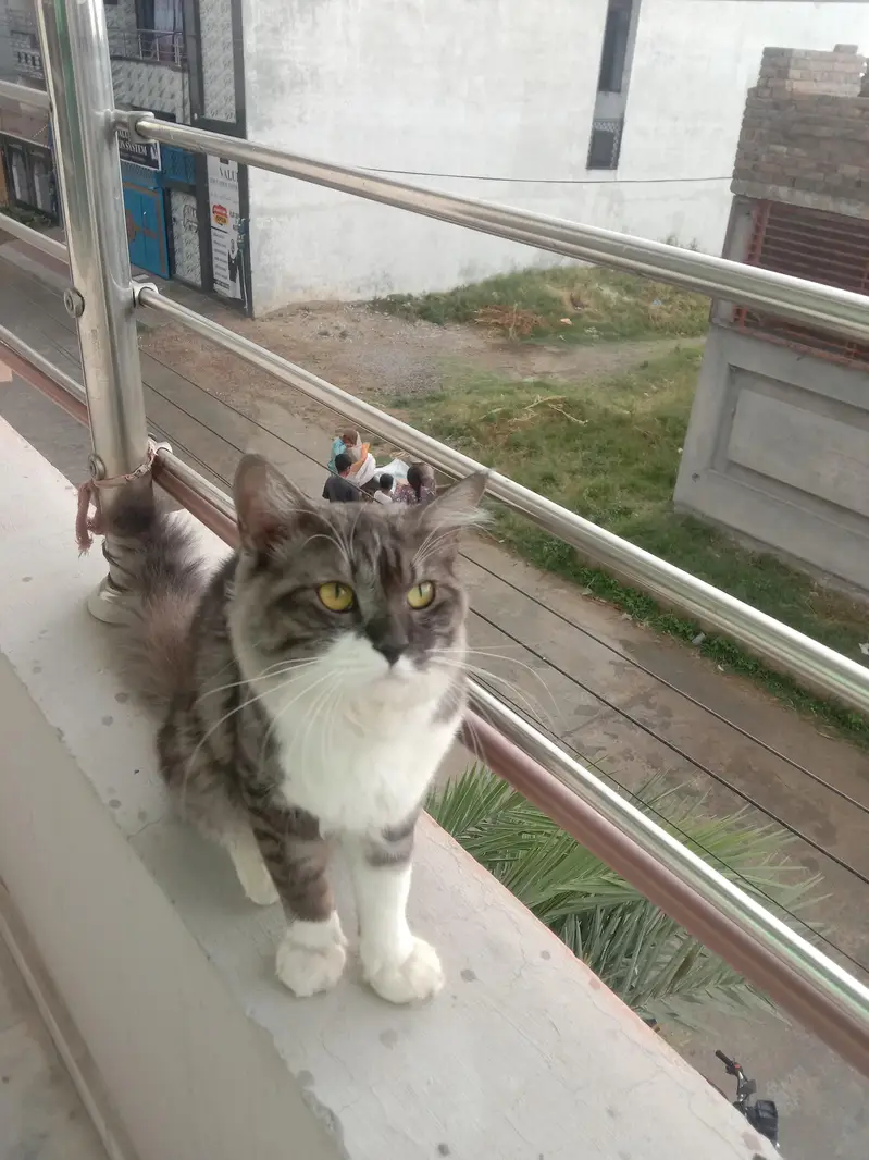 Persian Cat — photo 4