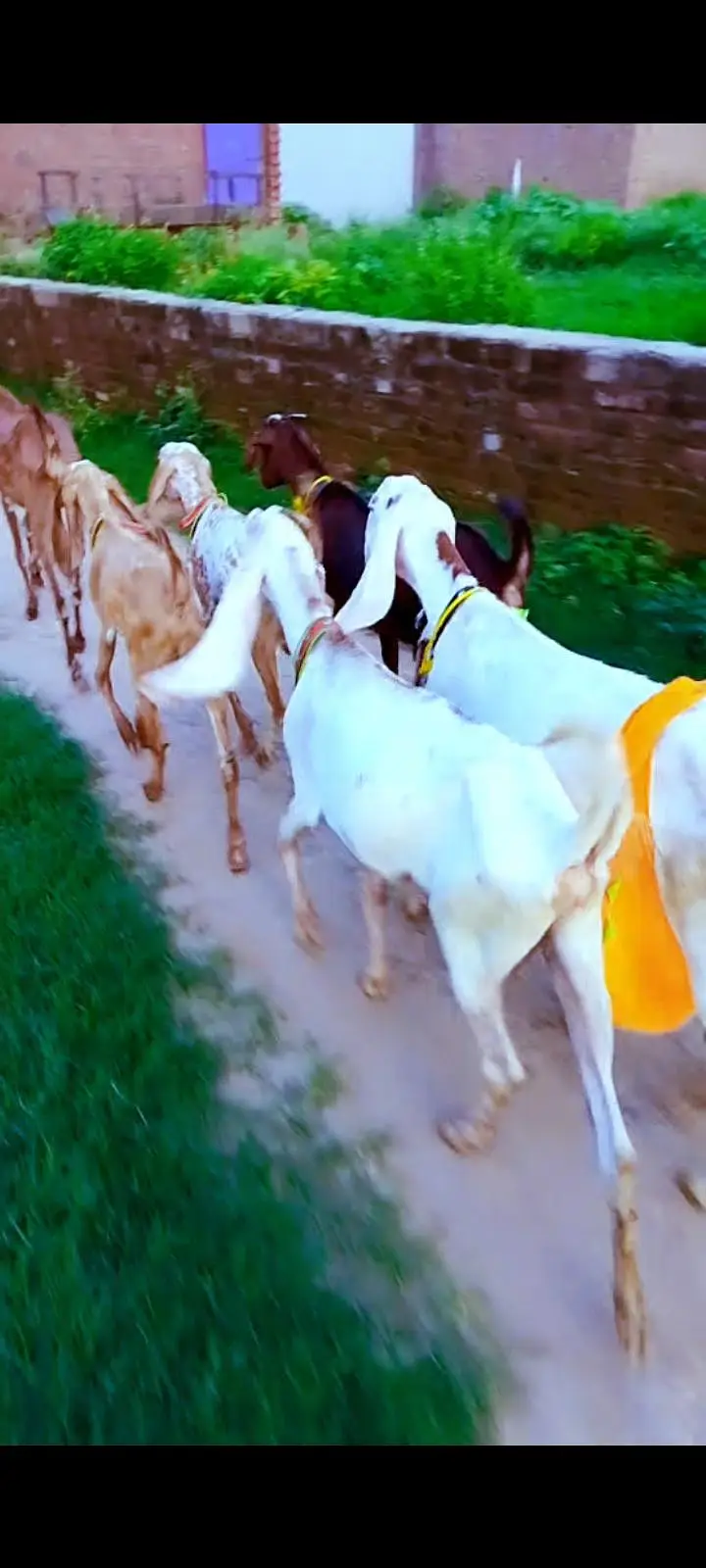Goat for sale female goat 03016121439
