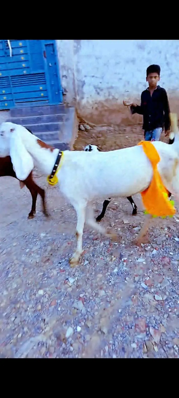 Goat for sale female goat 03016121439 — photo 3