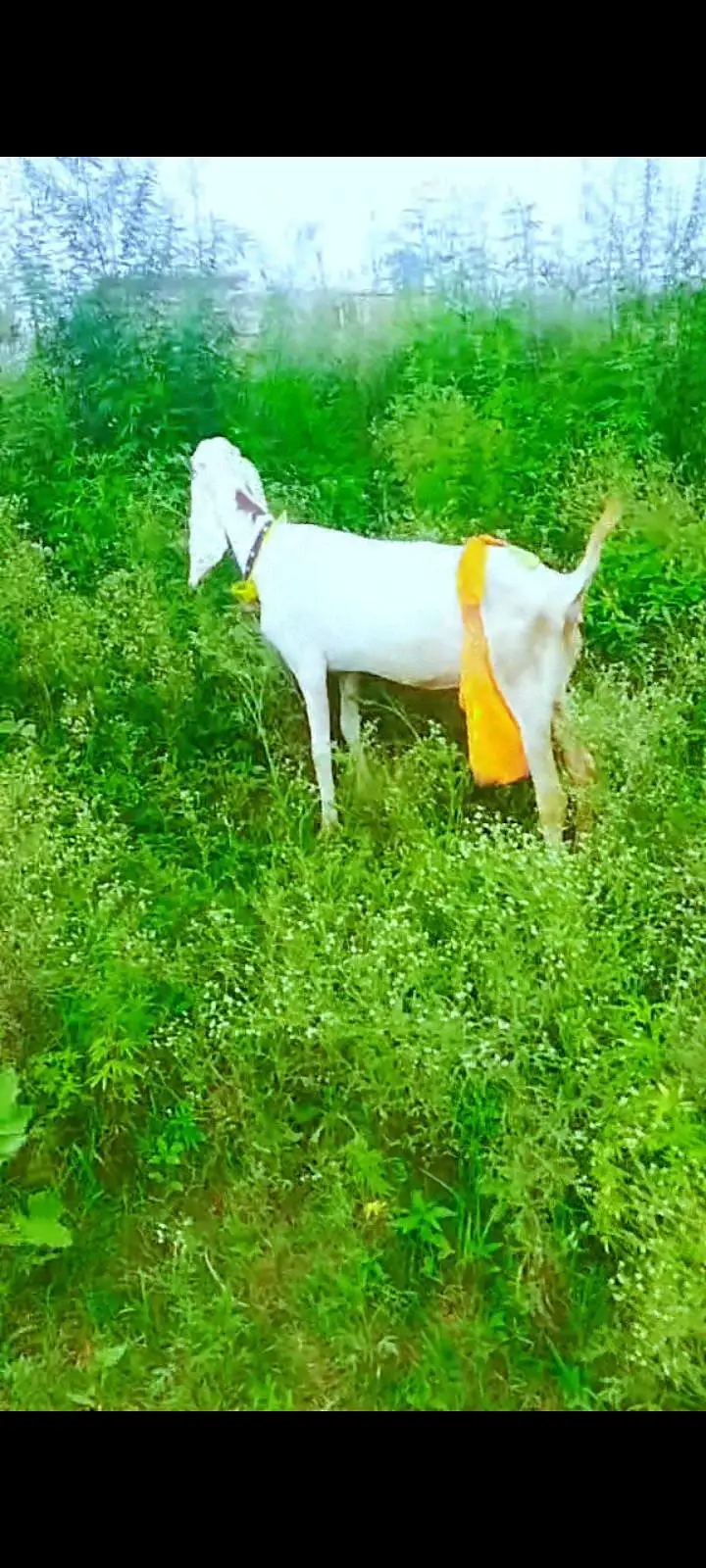 Goat for sale female goat 03016121439 — photo 4