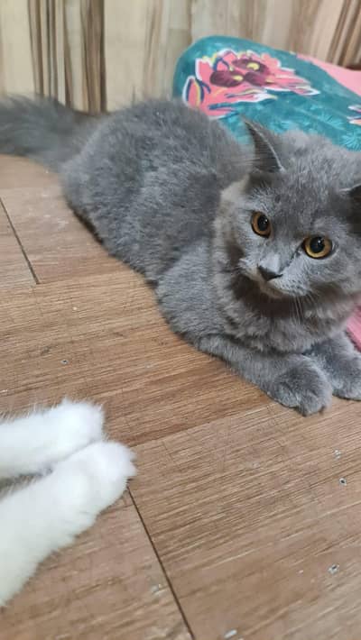 Beautiful Grey Persian Kitten for sale