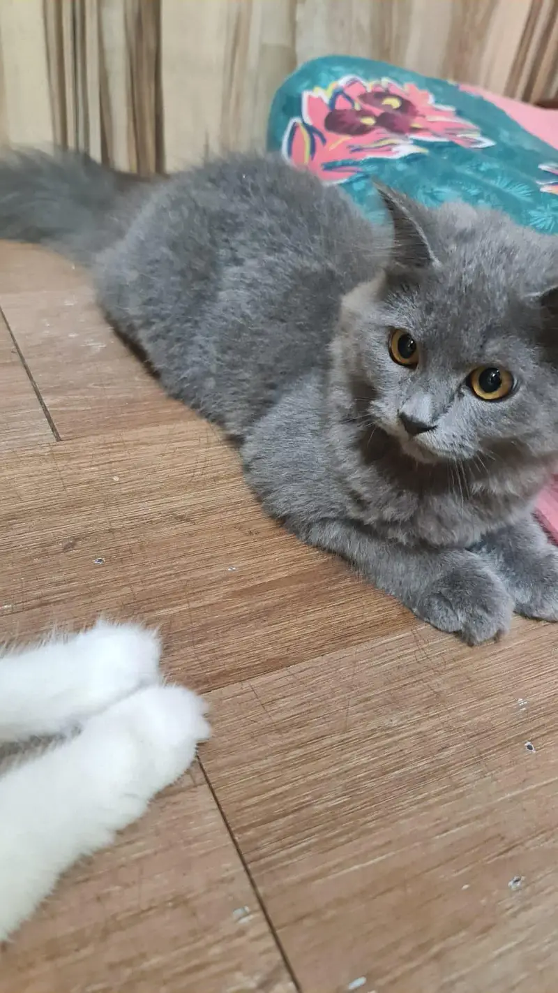 Beautiful Grey Persian Kitten for sale