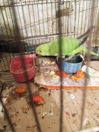 Green parrot