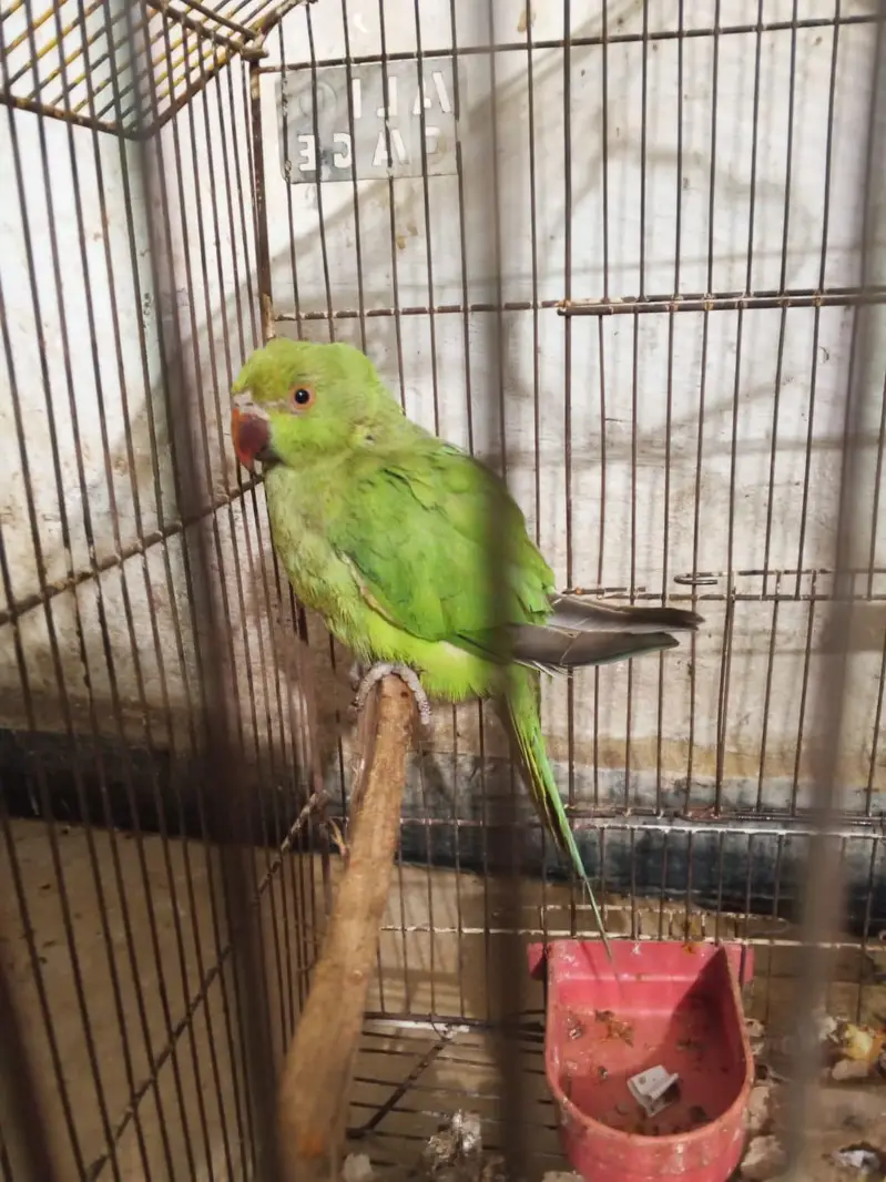 Green parrot — photo 2