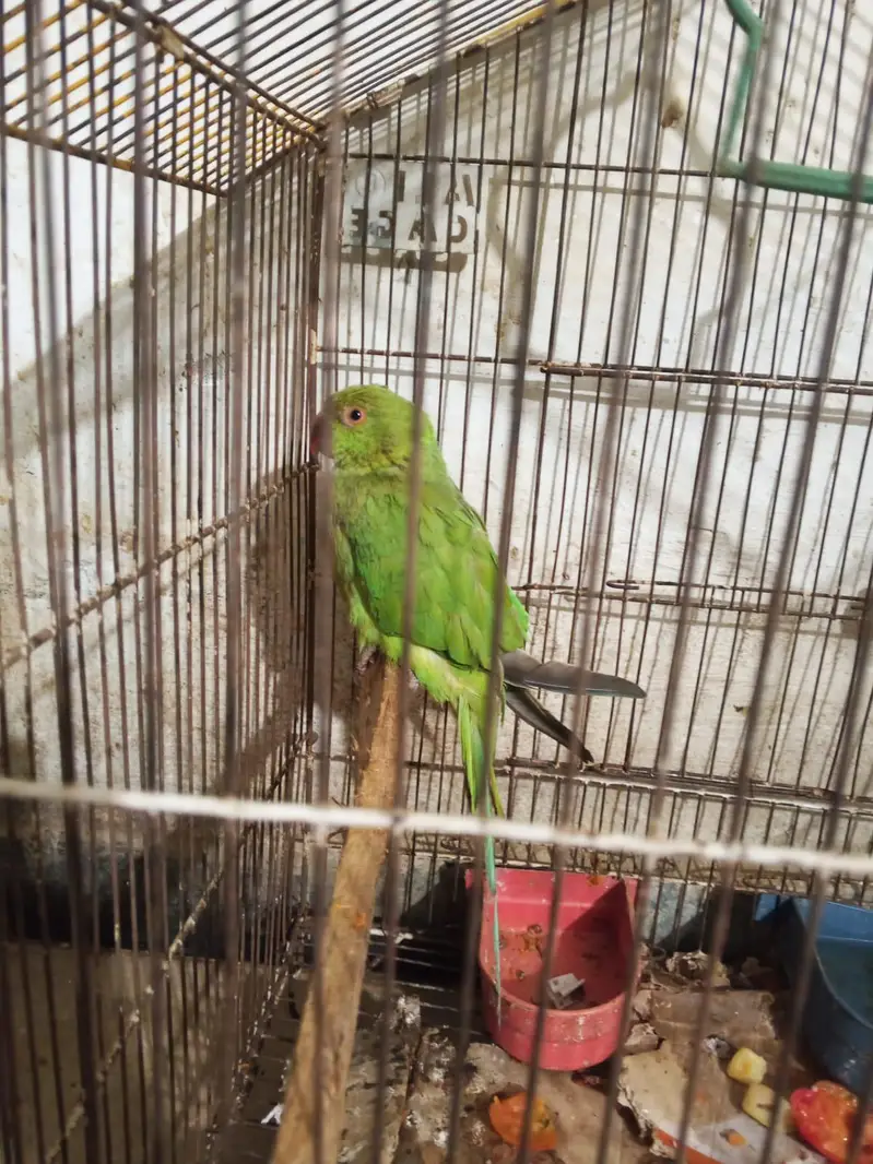 Green parrot — photo 3