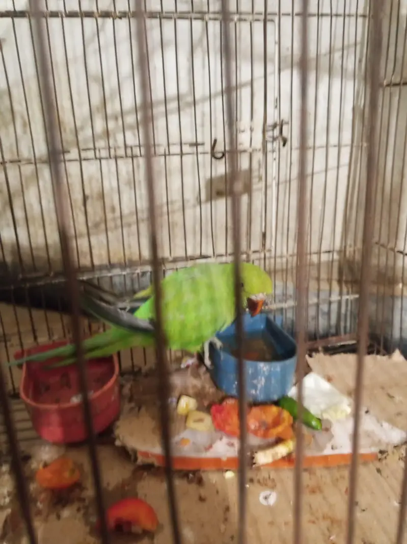 Green parrot — photo 4