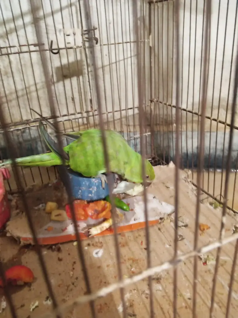 Green parrot — photo 5