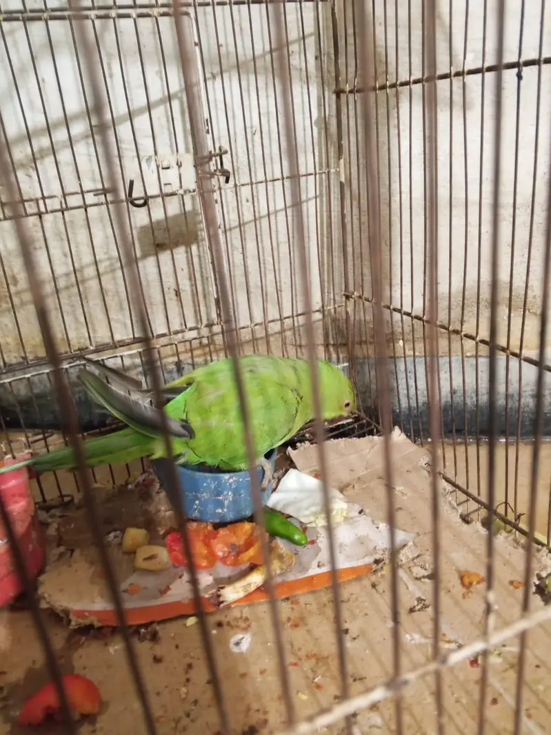 Green parrot — photo 6