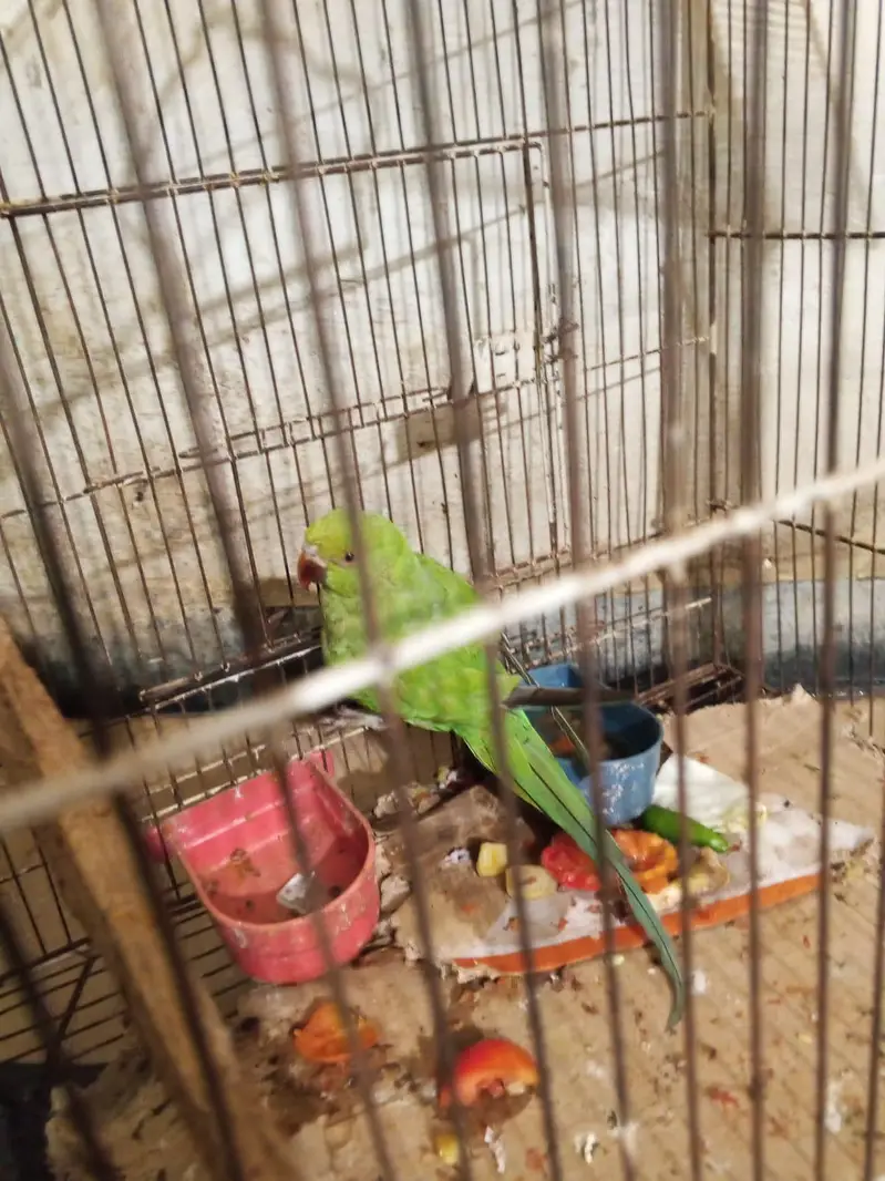 Green parrot — photo 7