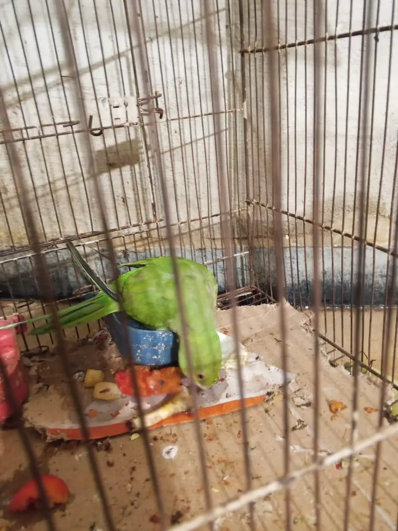 Green parrot — photo 8