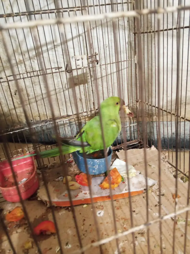 Green parrot — photo 9