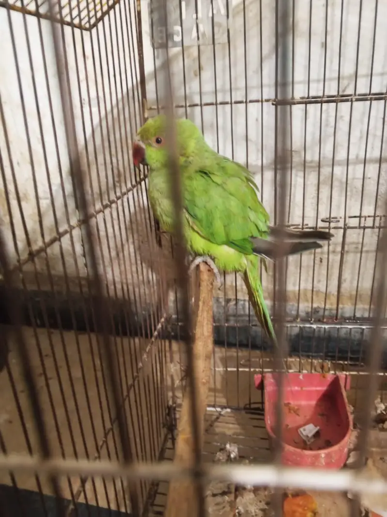 Green parrot — photo 10