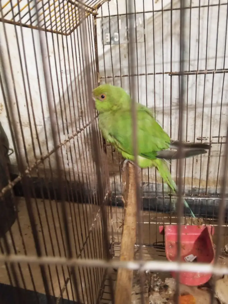 Green parrot — photo 11