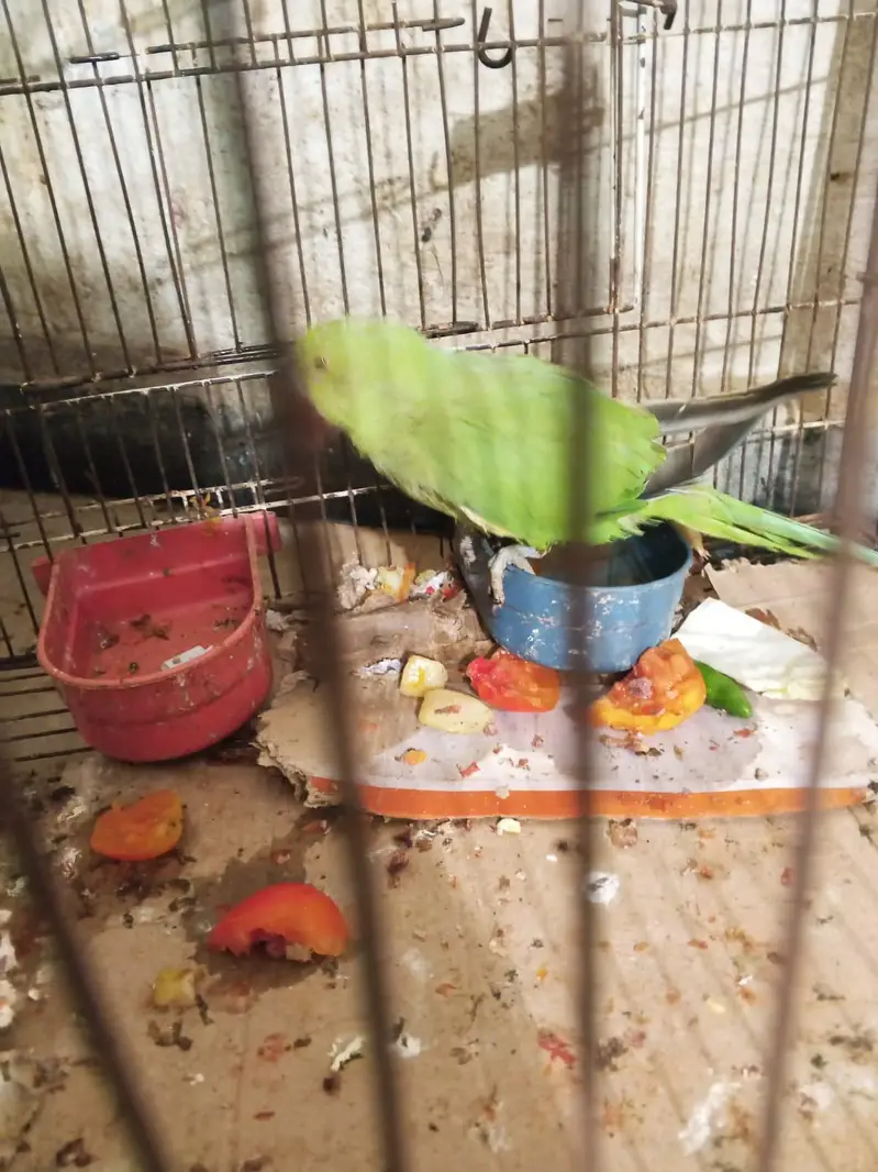 Green parrot — photo 12