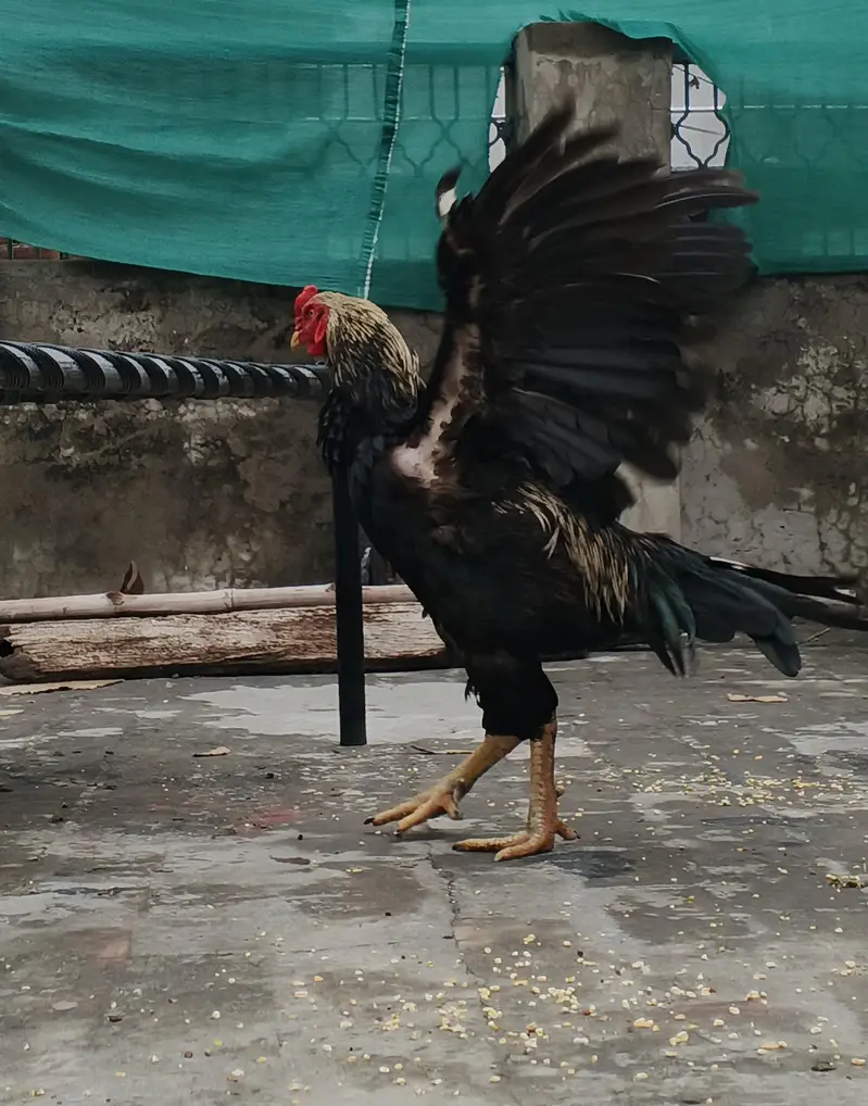 2 femal + 1 heavy weight active murga (03278846467) — photo 6
