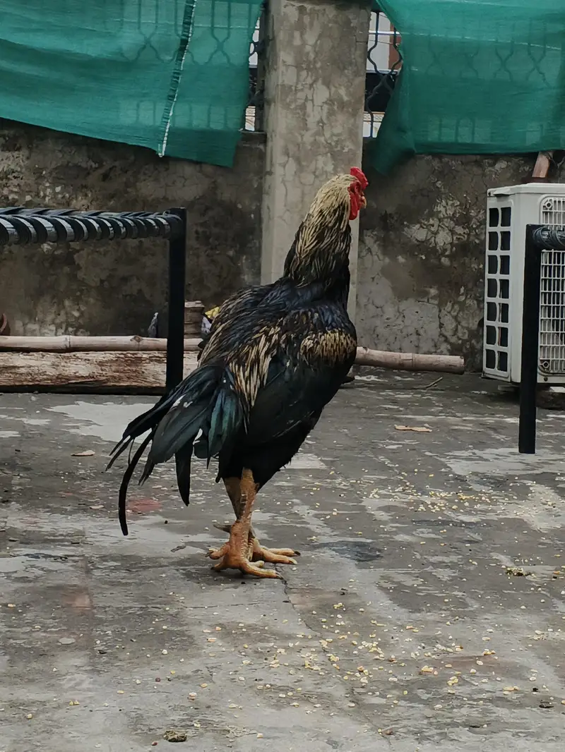 2 femal + 1 heavy weight active murga (03278846467) — photo 7