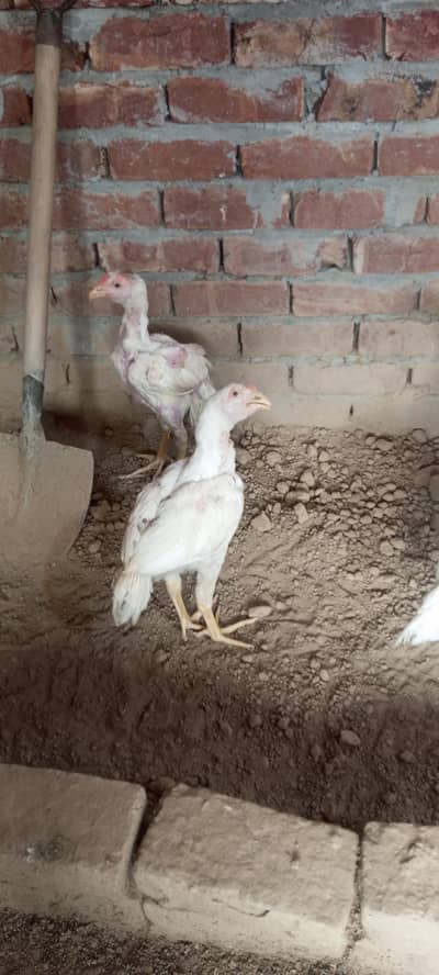 male heera aseel for sale