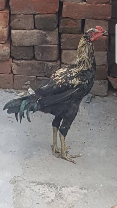 Aseel green jawa male