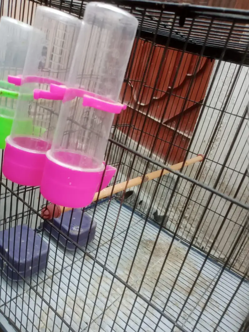 New cage — photo 12