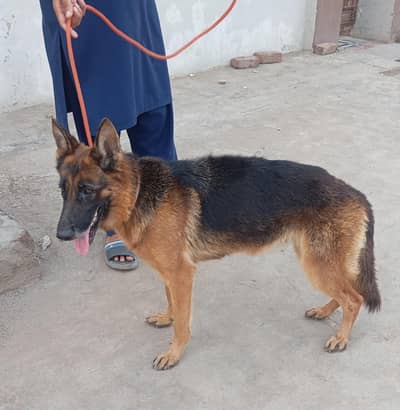 German shepherd female
