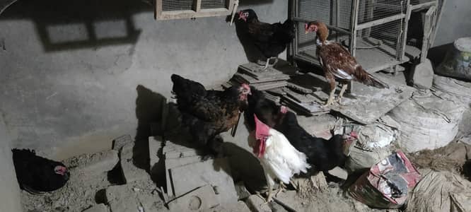 6black buff hens and 1 Assel
