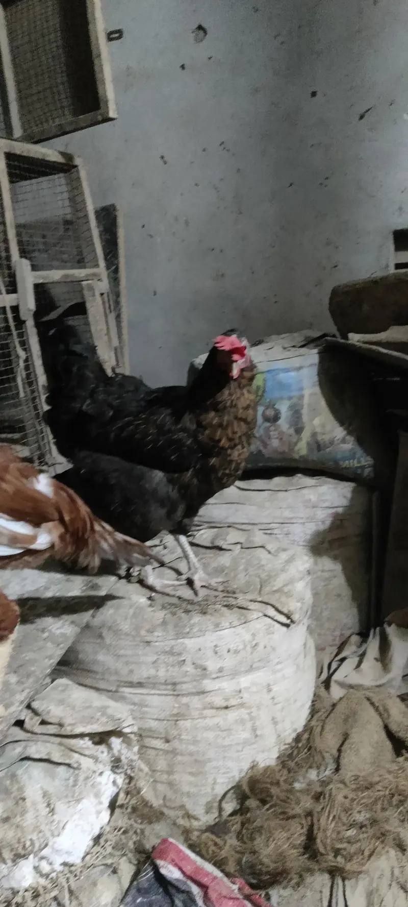 6black buff hens and 1 Assel — photo 2