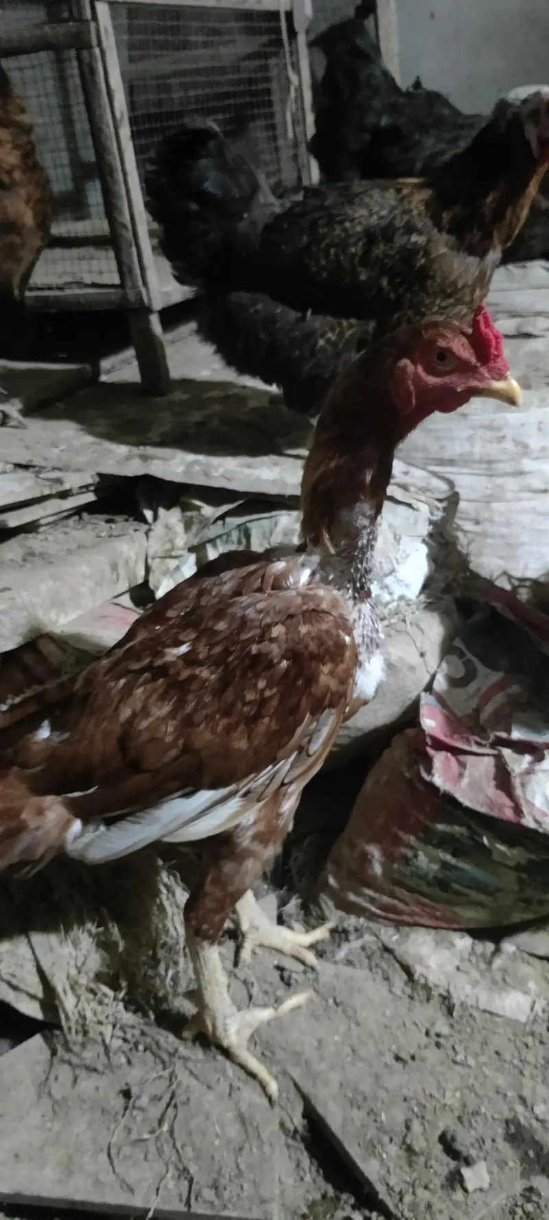6black buff hens and 1 Assel — photo 3