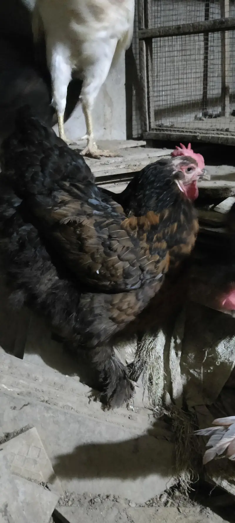 6black buff hens and 1 Assel — photo 4