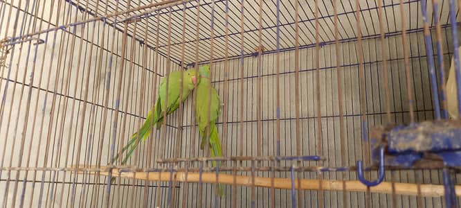 green parrot